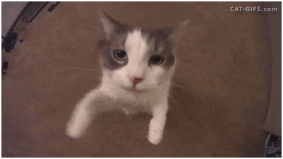 Discord Pfp Cute Cat GIF