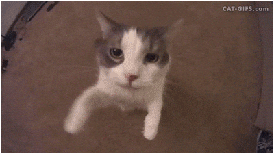 Funny-cartoon-cat GIFs - Get the best GIF on GIPHY