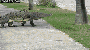 Alligator Crocodiles GIF - Find & Share on GIPHY