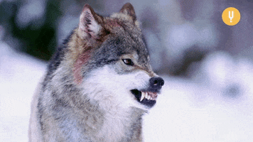 Angry Wolf GIF by CuriosityStream