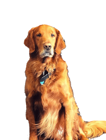 Raginbark Sticker by shkrestaurants