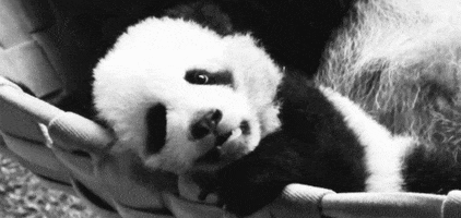 Panda Gif
