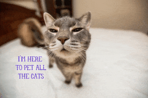 Cat GIF