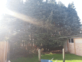 Wilford Nottingham Conifer Fell GIF