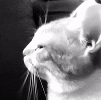 Cat GIF