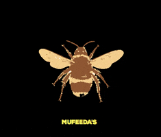 Mufeedas Dark Cocoa Truffles GIF