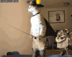 puss in boots cat GIF