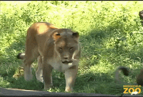 I Love You Lion GIF by Brookfield Zoo