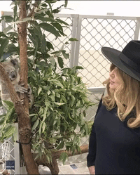 'Troublemaker' Koala Named in Honor of White Lotus Creator Released Back Into Wild