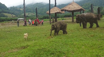 baby elephant GIF