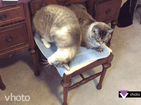 cat kitten GIF