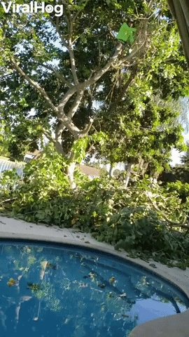 Iguana Escapes Chainsaw With High Dive Into Pool GIF by ViralHog