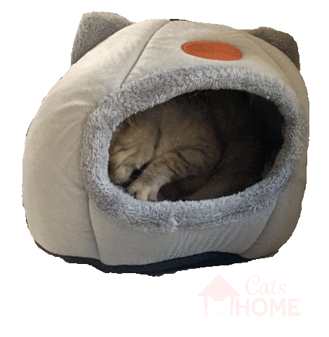 CatsHome Sticker