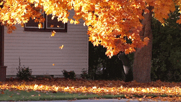 autumn leaves GIF by Cheezburger