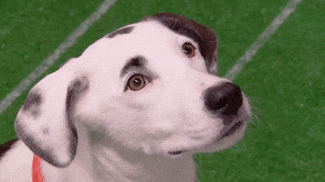 Animal Planet Dog GIF by Puppy Bowl