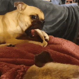 Chew GIF