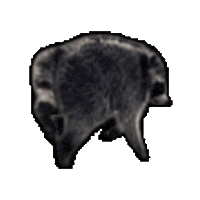 Seattle Raccoon Sticker by Meta