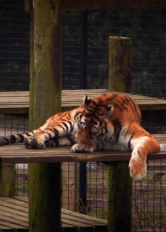 big cats tiger GIF by Head Like an Orange