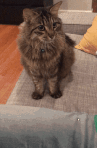 pay attention to me cat GIF