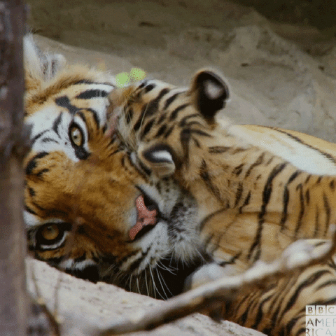 Mothers Day Tiger GIF by BBC America