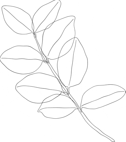 sedanuralacam plant lineart GIF