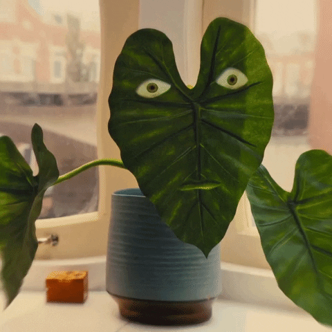 Plant GIF by VPRO