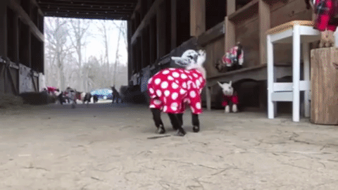 Heated-adorable-argument-with-baby-goat GIFs - Get the best ...