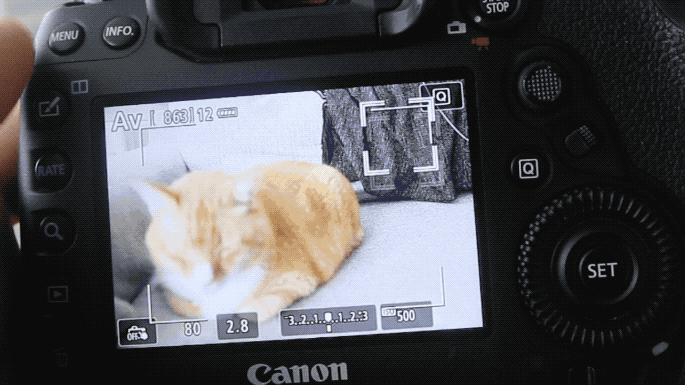 Cat Photography GIF - Find & Share on GIPHY