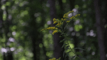 Wild Flowers GIF by JC Property Professionals