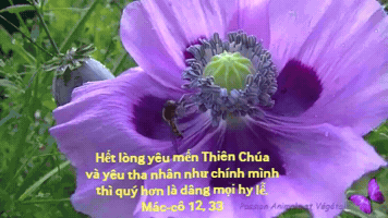 Li Cha GIF