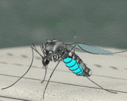 mosquito GIF