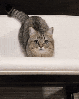 200.gif?cid=f0bdee70028l2micmol6krwbr4etxujmv6ler6ue08kve1xg&rid=200.gif&ct=g