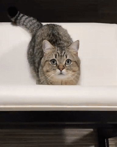 Cat Hello GIF - Find & Share on GIPHY