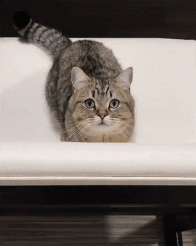 Video gif. A cute cat jumps towards us as if it wants something.