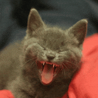 cat tongue GIF