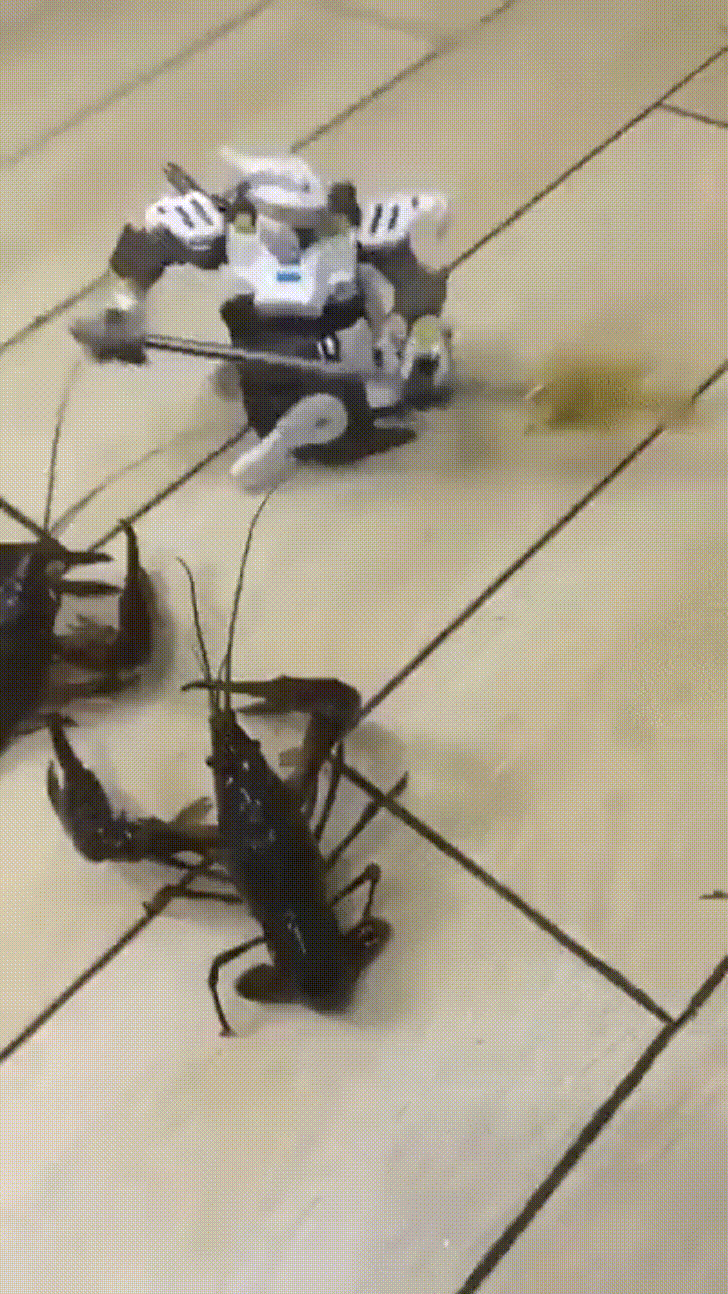 fight fish GIF by JustViral.Net