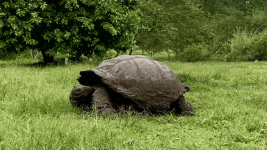 Wildlife Tortoise GIF by Field Museum - Find  Share on GIPHY
