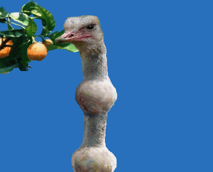 animals eating bird orange stupid GIF