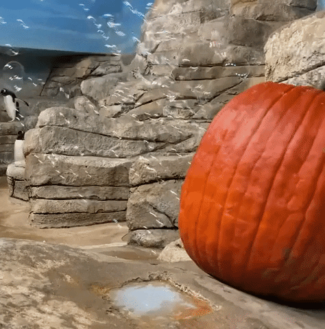 Pumpkin Penguin GIF by Storyful