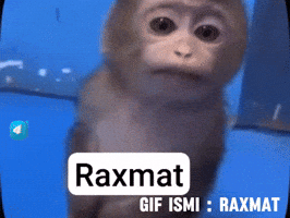 Monkeys Uzbek GIF