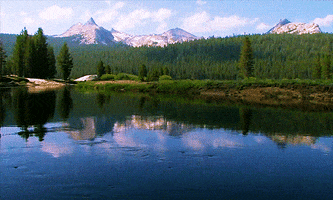 yellowstone national park forest GIF