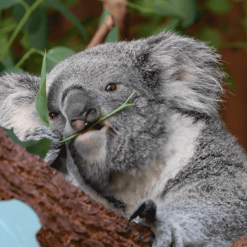 Greenies exploiting Koalas  Giphy