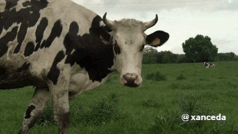 Cow Vaca GIF by xanceda - Find & Share on GIPHY