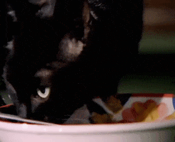 Black Cat GIF by The Chemical Brothers