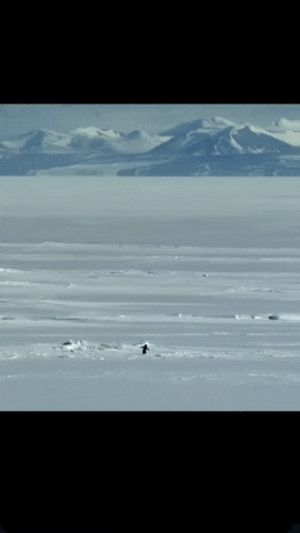 Sidhu Moose Wala GIF