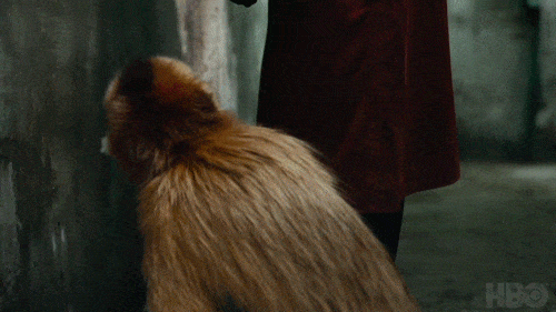 Monkey Monkey Scared GIF - Monkey Monkey Scared Scream - Discover & Share  GIFs