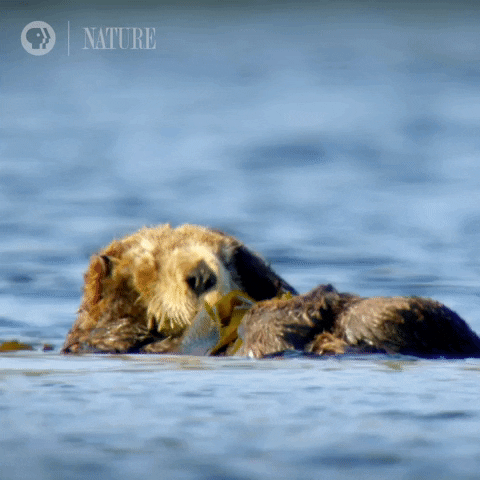 Wildlife gif. An otter floats on its back in the water and rubs its head with both paws as it yawns.