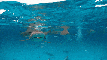 Discovery GIF by Shark Week