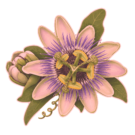 Botany Botanica Sticker by SYSFLORA