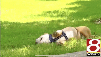 Happy Play GIF by Butler University